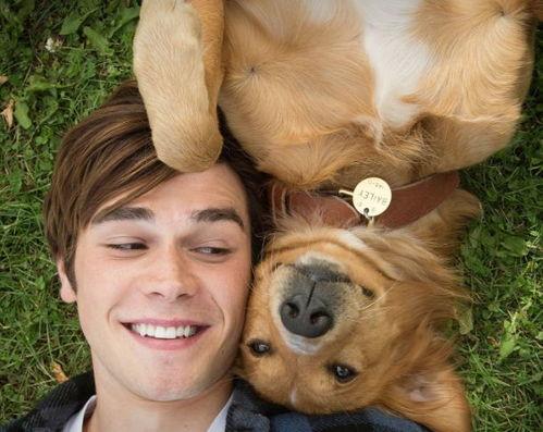 娱乐吃瓜酱安乐狗狗