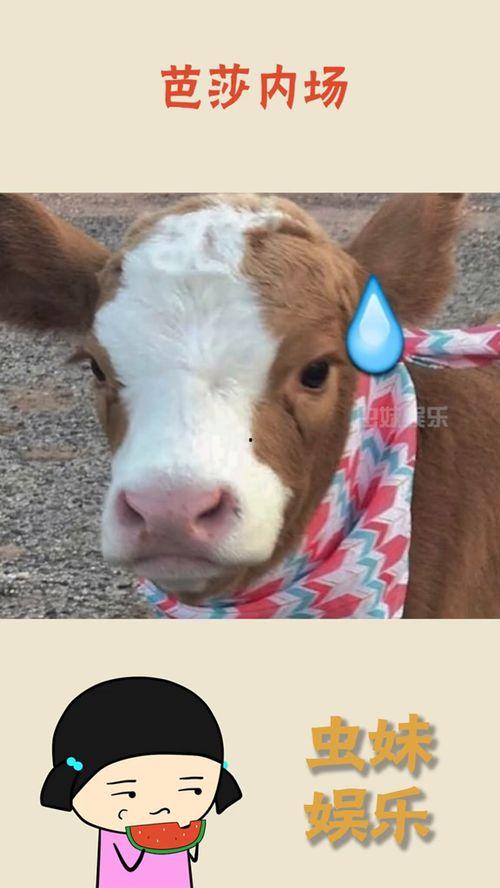 娱乐吃瓜酱老鼠,揭秘老鼠背后的娱乐圈风云